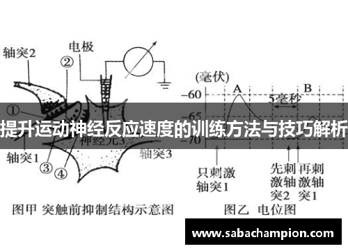 提升运动神经反应速度的训练方法与技巧解析